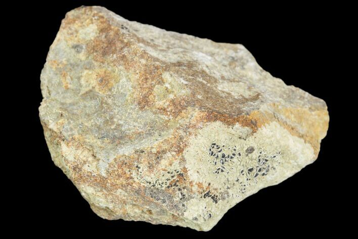 Hadrosaur Bone Fragment - Montana #103186